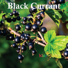 Lara Candy Perfume 100ml Long Lasting Eau De Parfume