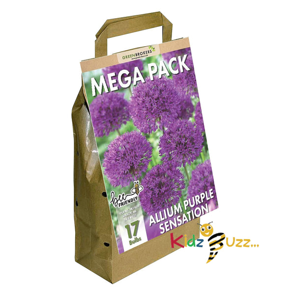 GreenBrokers Mega Pack Allium Purple Sensation Bulbs 17